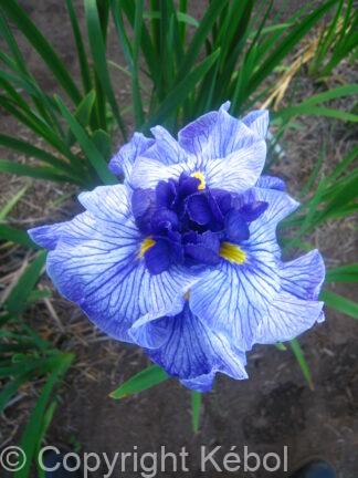 Iris Don and Donna - bag