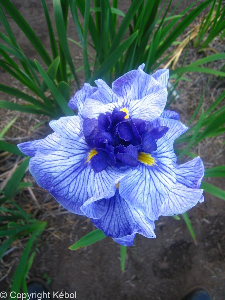 Iris Don and Donna