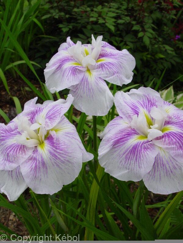 Iris Kogesho