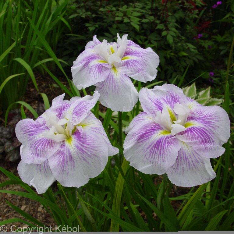 Iris Kogesho