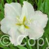 Iris White Ladies