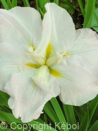 Iris White Ladies - case