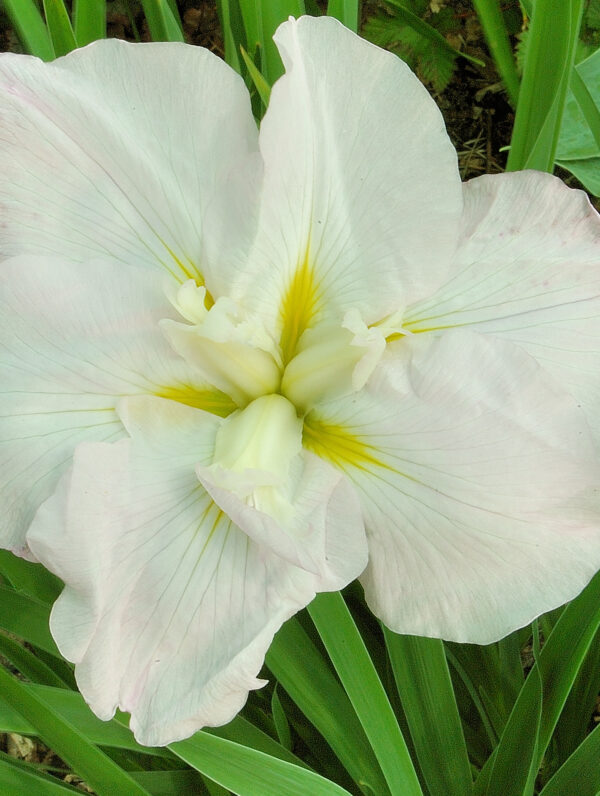 Iris White Ladies - bag