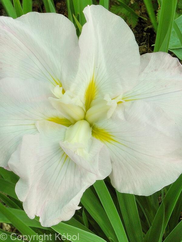 Iris White Ladies