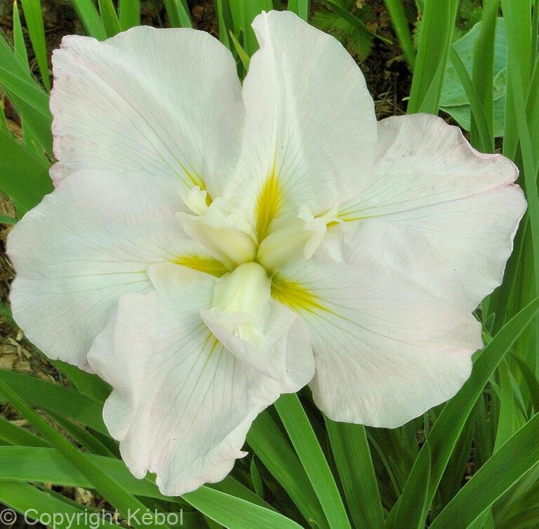 Iris White Ladies