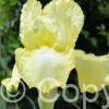 Iris Summer Olympics