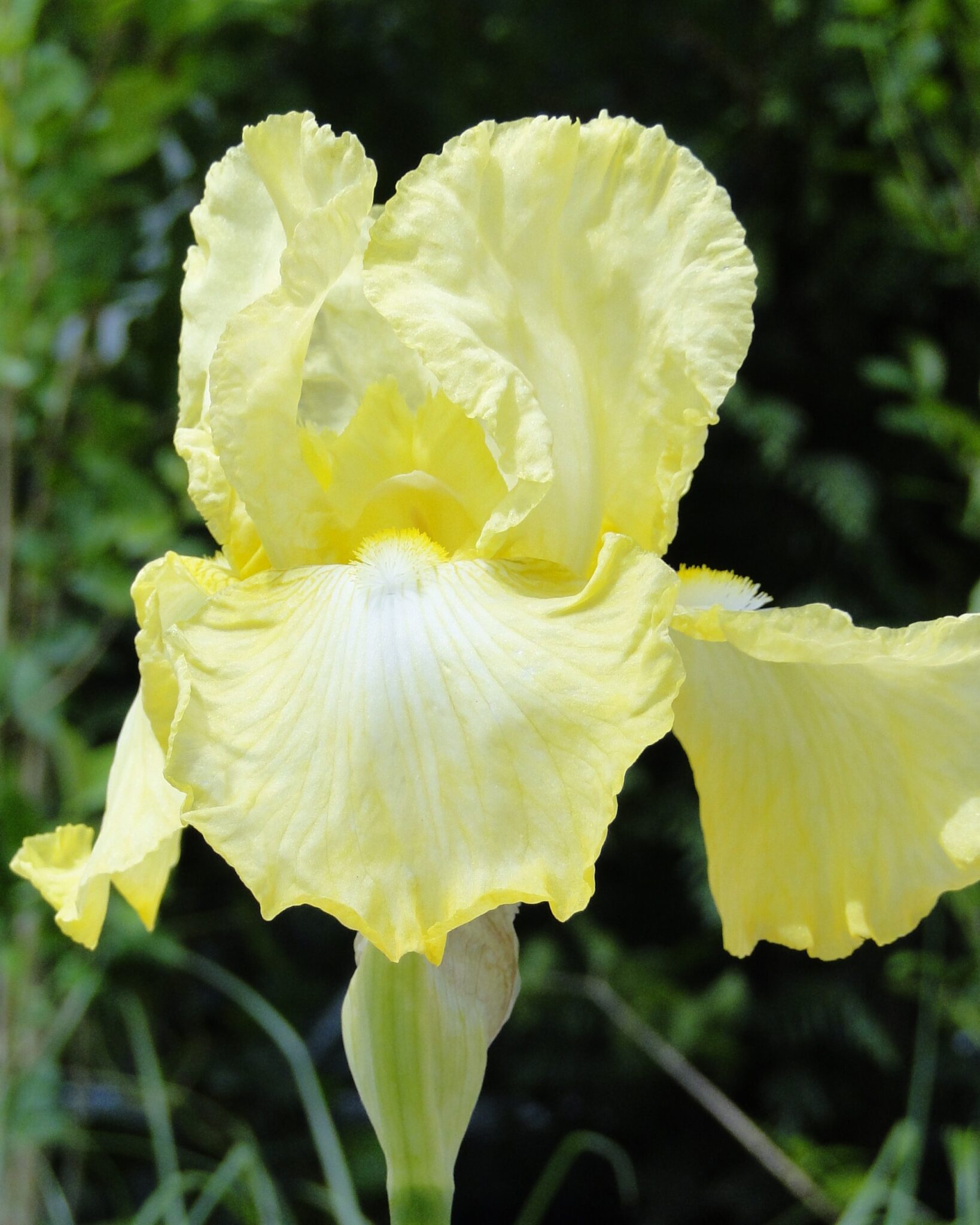 Iris Summer Olympics