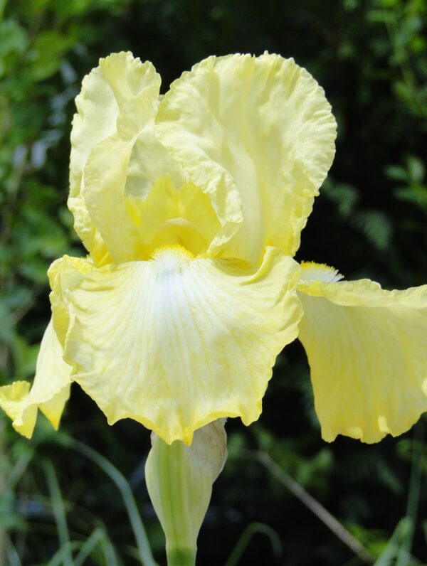 Iris Summer Olympics - bag