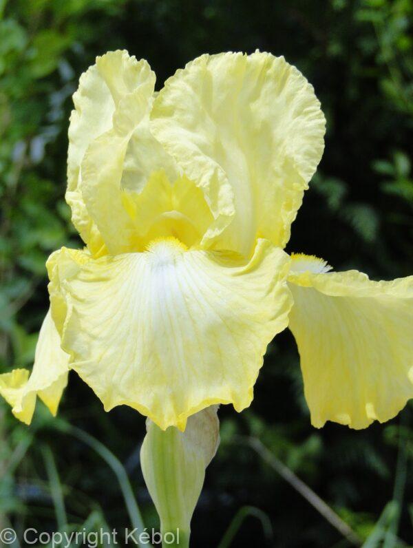 Iris Summer Olympics