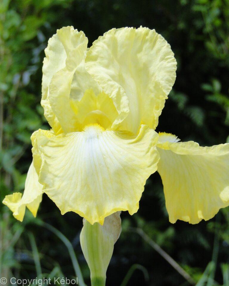 Iris Summer Olympics