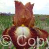 Iris Rimfire