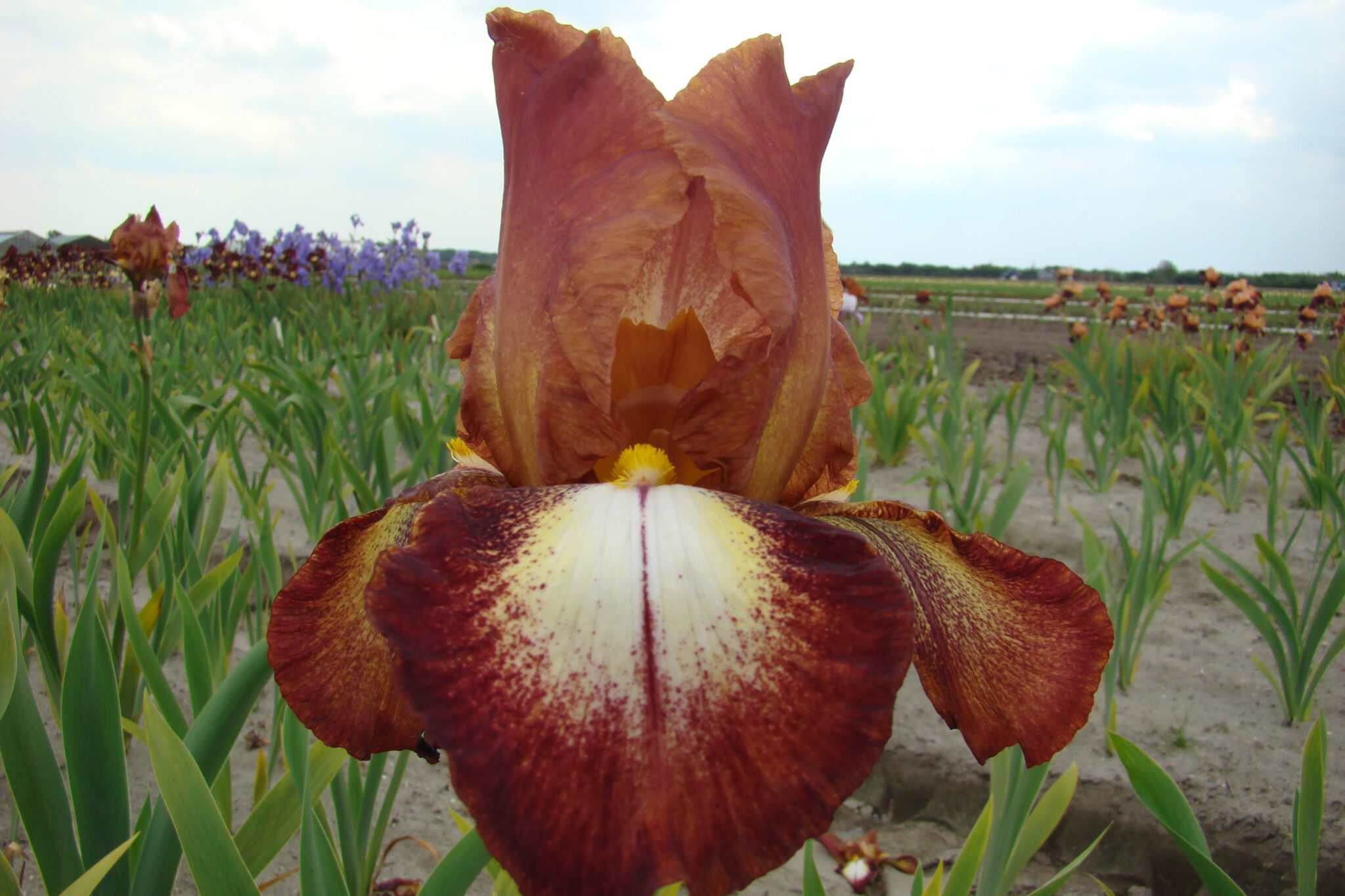 Iris Rimfire