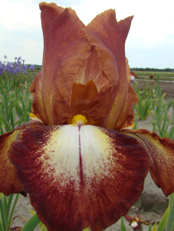 Iris Rimfire - bag
