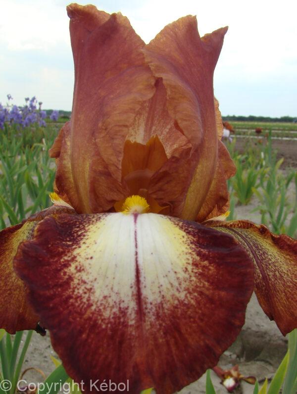 Iris Rimfire