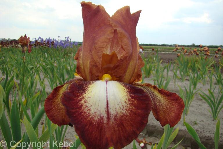 Iris Rimfire