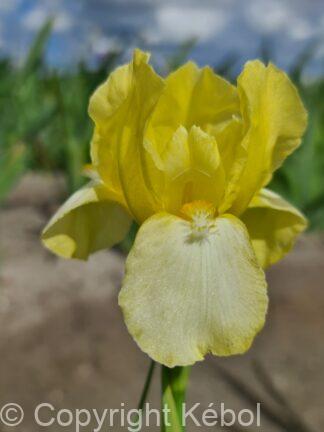 Iris germanica Blessed Again - Bag