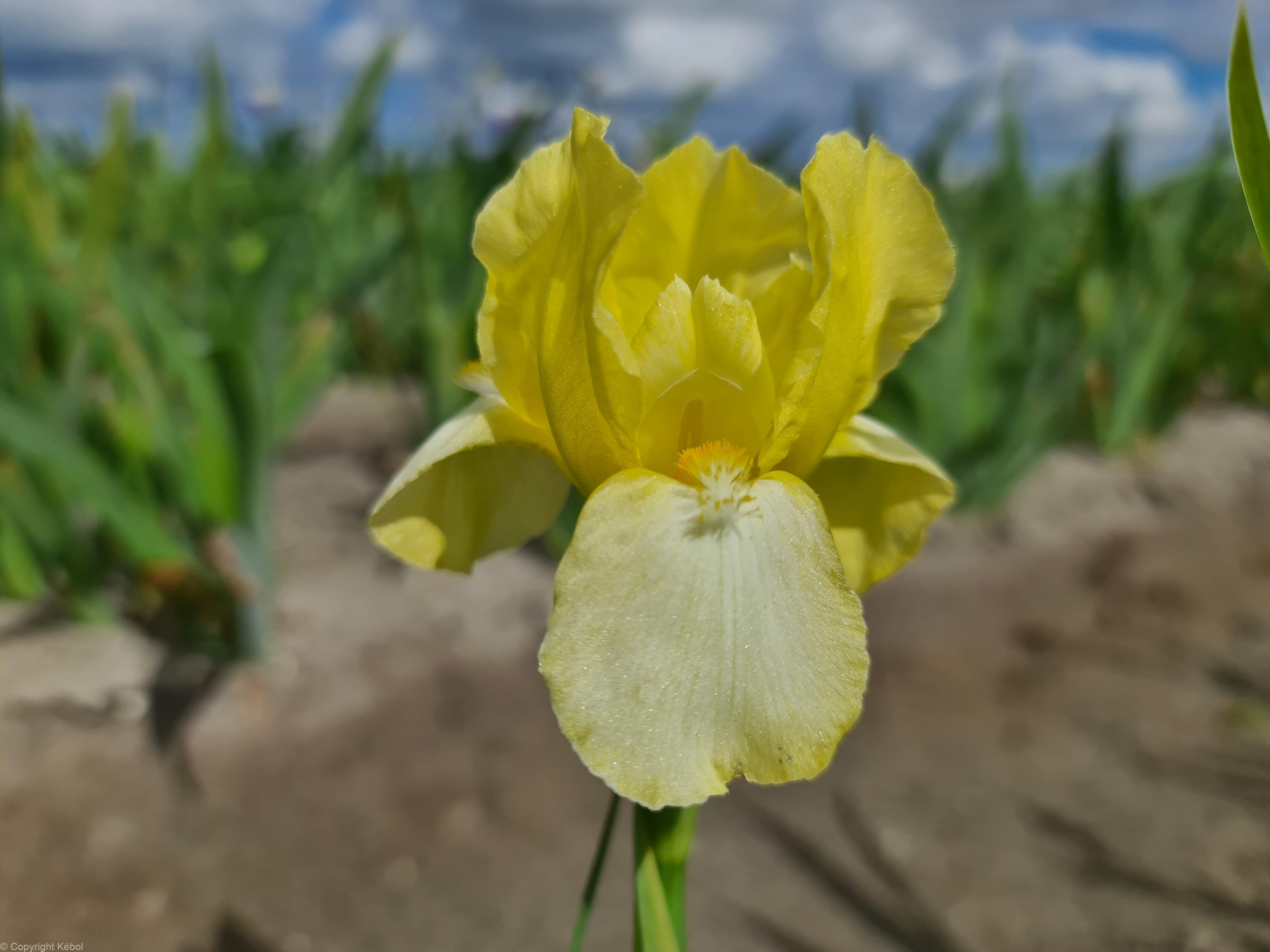 Iris germanica Blessed Again - Bag