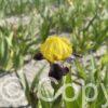 Iris Bumblebee Deelite