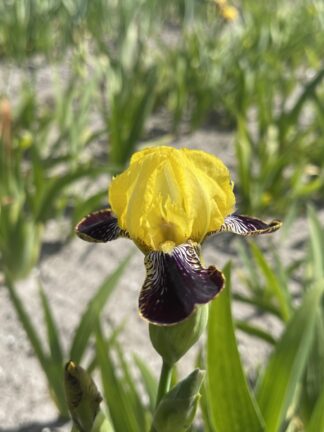 Iris Bumblebee Deelite - bag