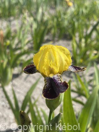 Iris germanica Bumblebee Deelite - Bag