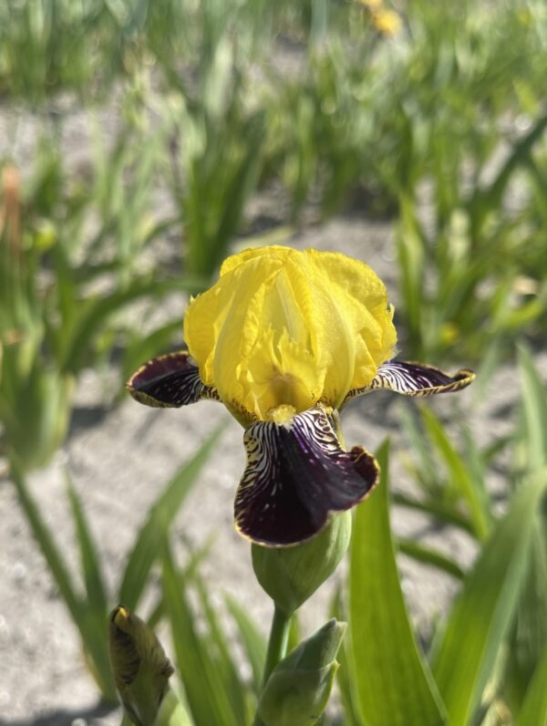 Iris Bumblebee Deelite - bag