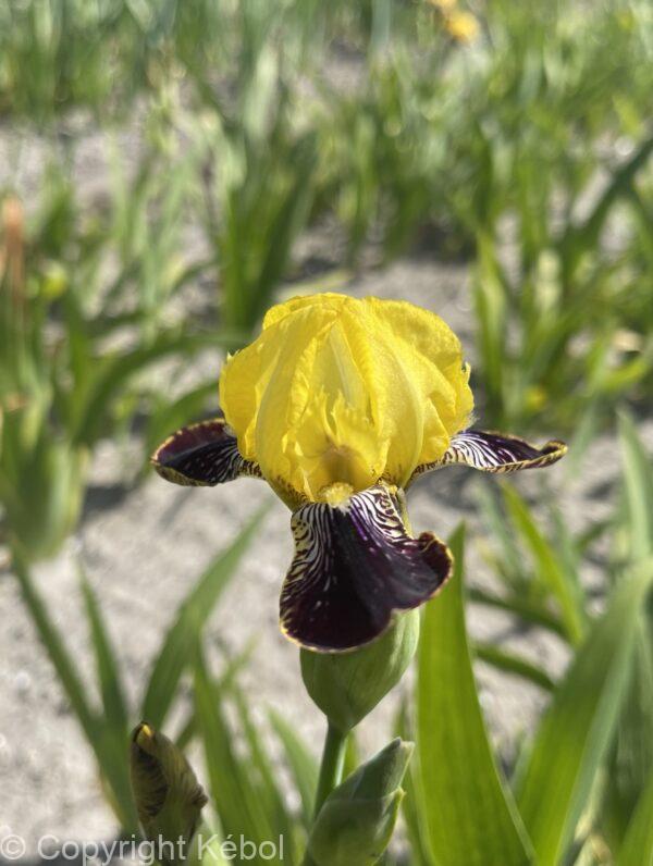Iris Bumblebee Deelite