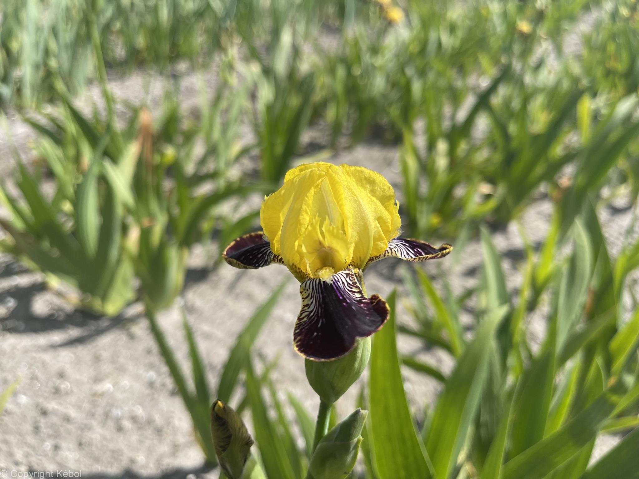 Iris germanica Bumblebee Deelite - Bag