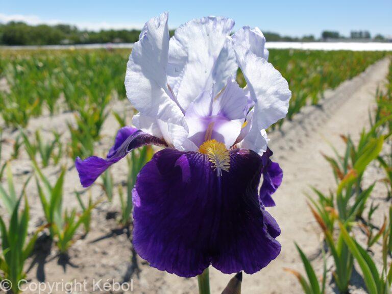 Iris germanica Night Edition - Bag