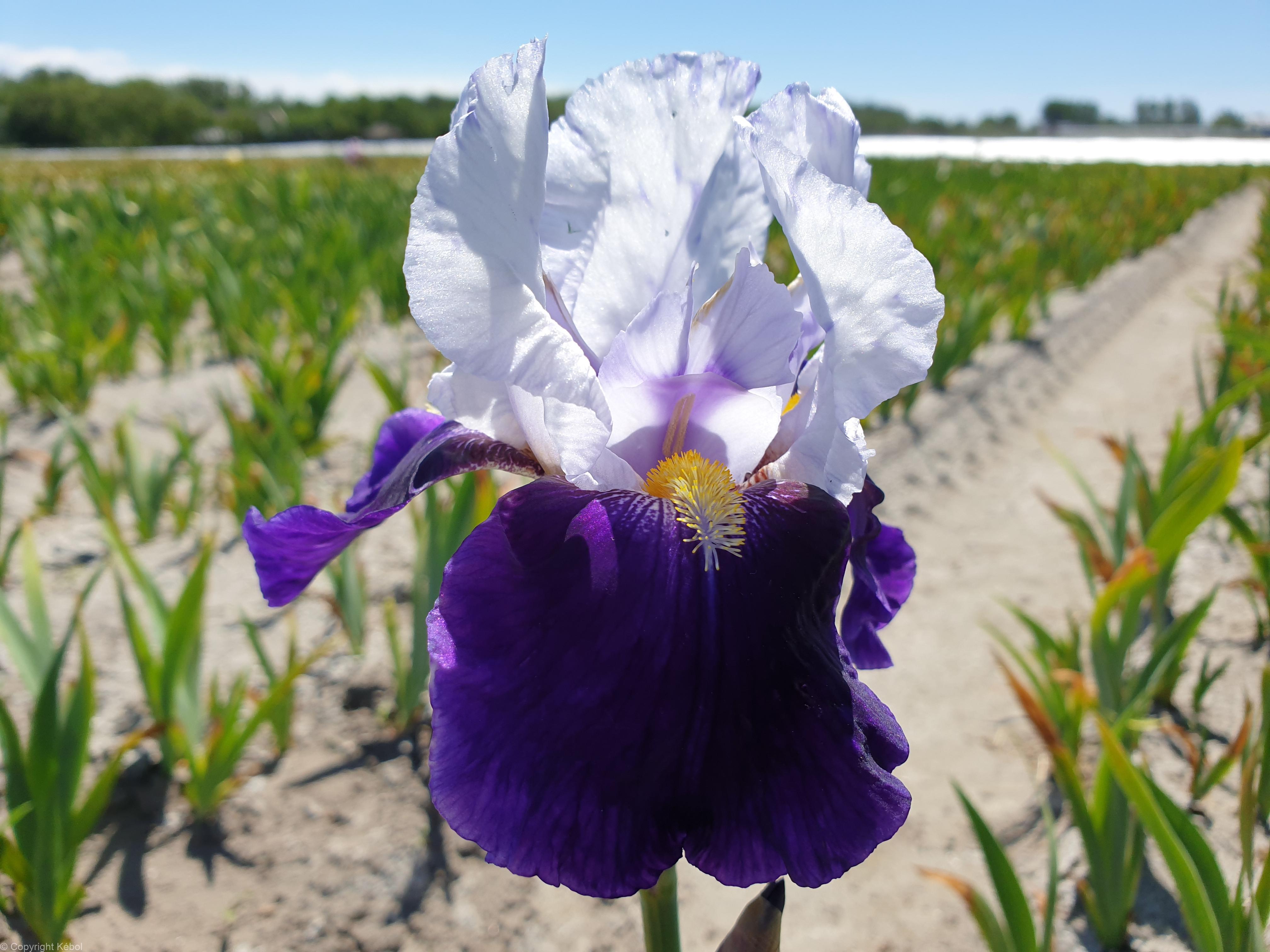 Iris germanica Night Edition - Case
