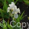 Iris White Knight