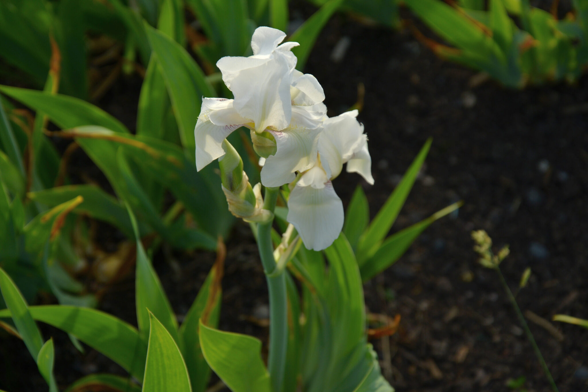 Iris White Knight