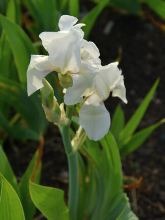 Iris White Knight - case