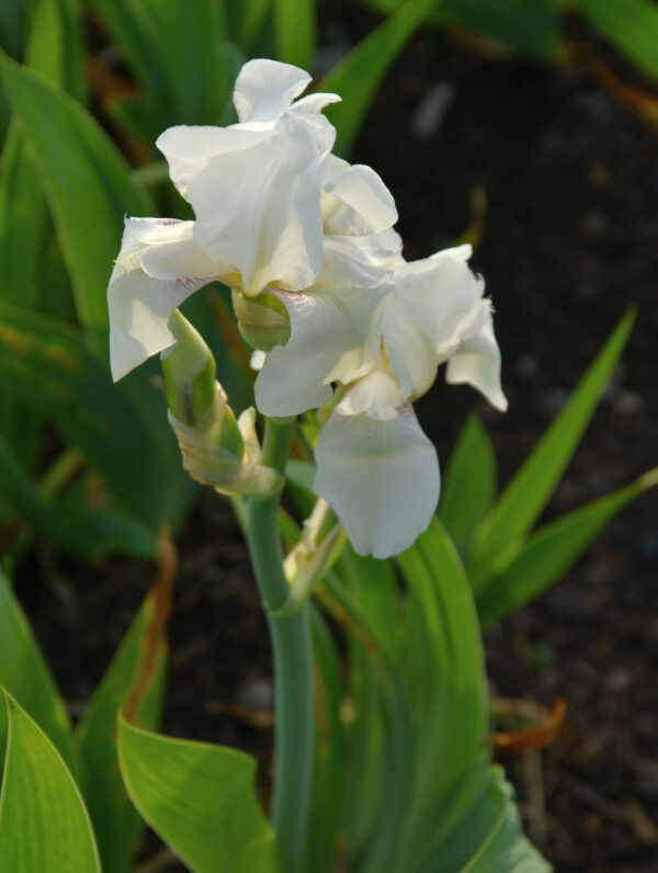 Iris White Knight - bag