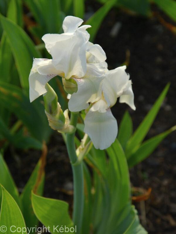 Iris White Knight