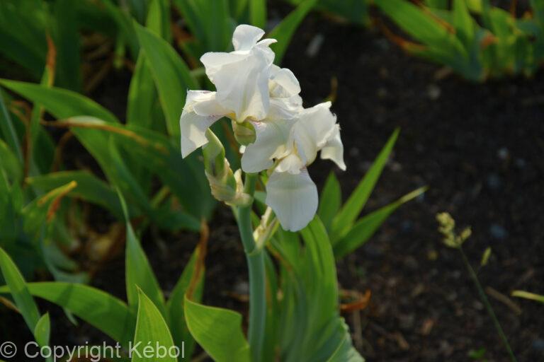 Iris White Knight