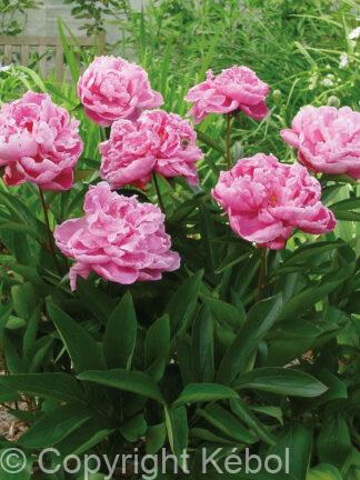 Paeonia lactiflora (D) Alexander Fleming - Bag