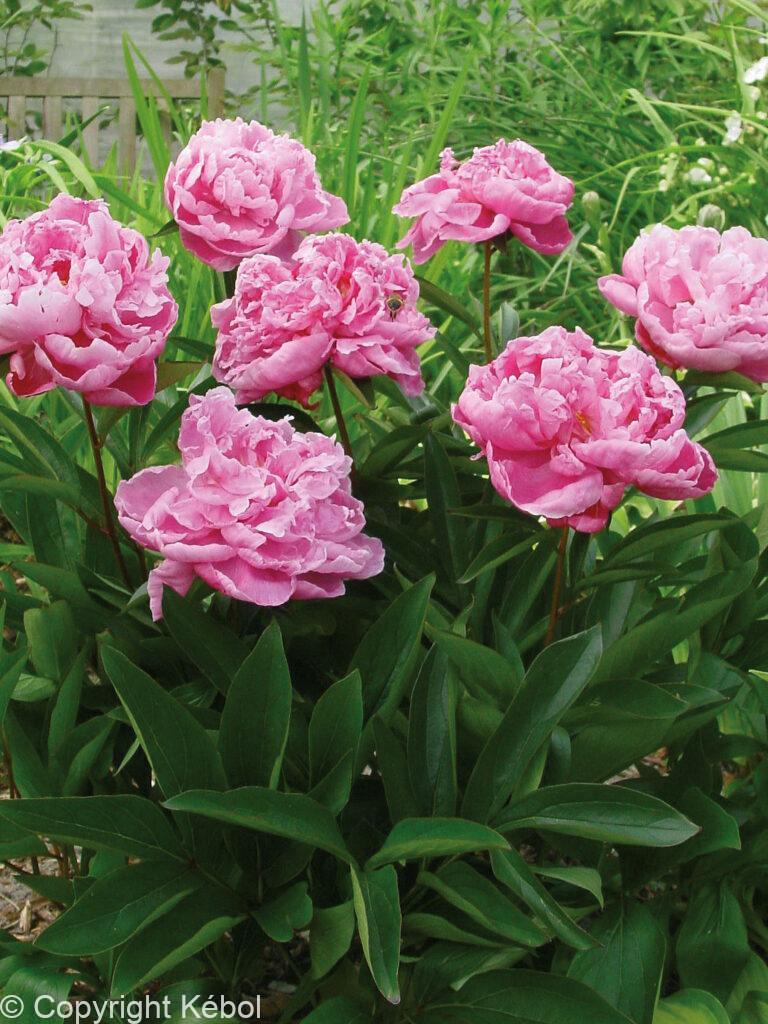 Paeonia lactiflora (D) Alexander Fleming - Bag