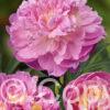 Paeonia Bella Donna