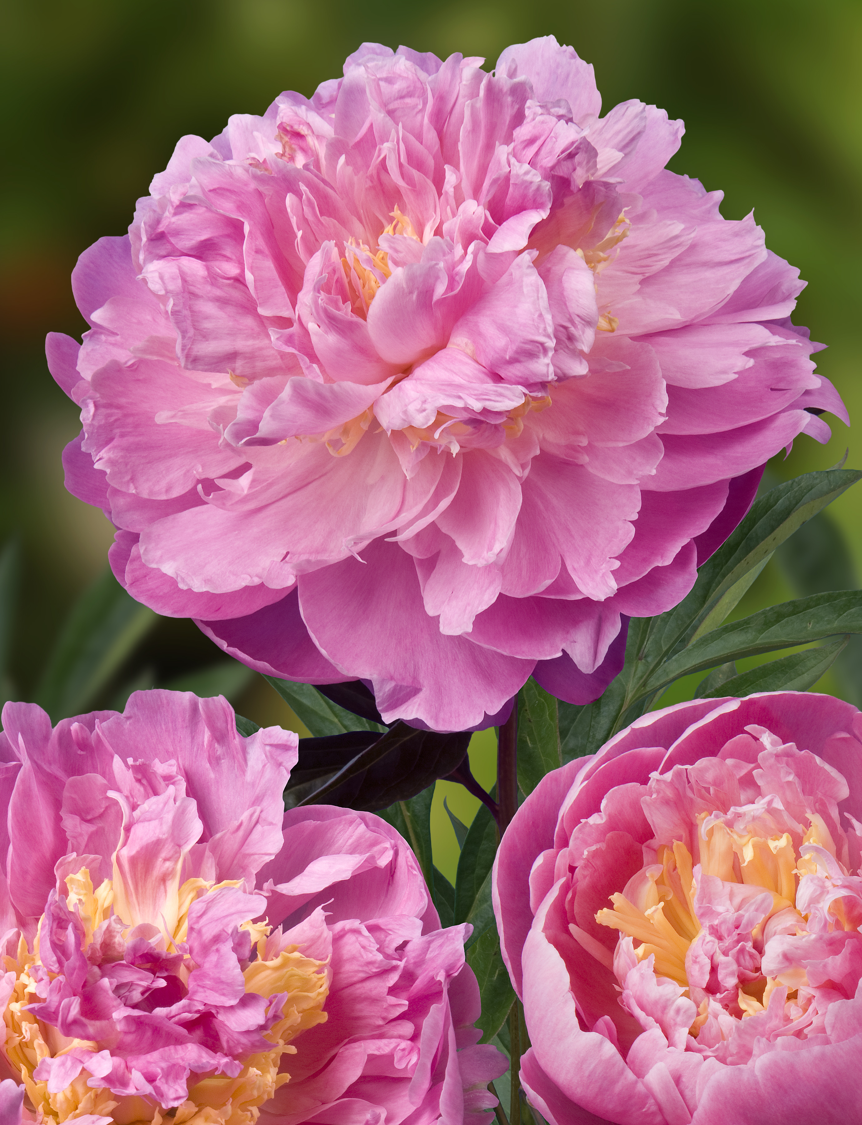 Paeonia lactiflora (D) Bella Donna - Bag