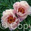 Paeonia Berry Berry Fine