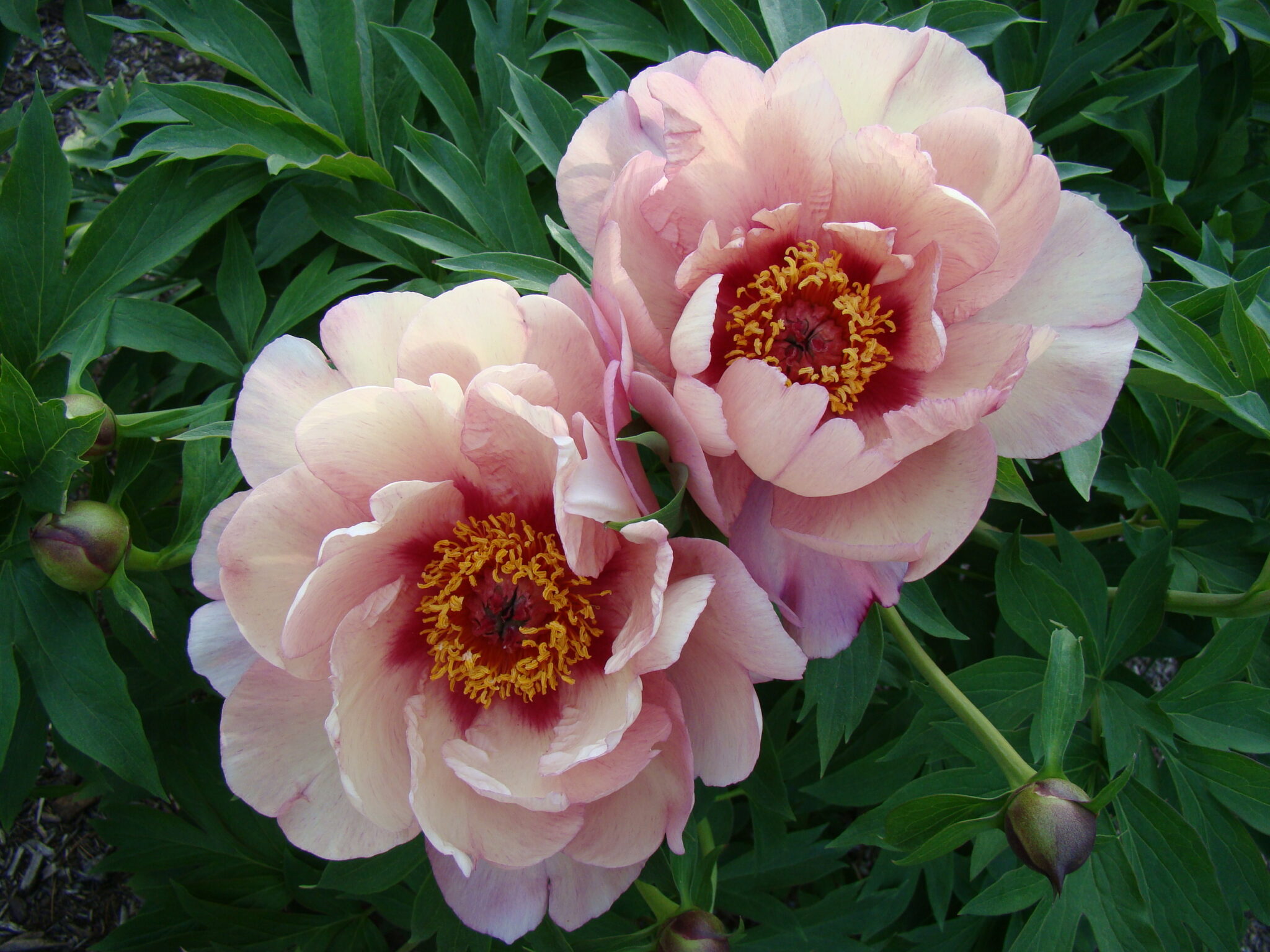Paeonia itoh Berry Berry Fine - Case