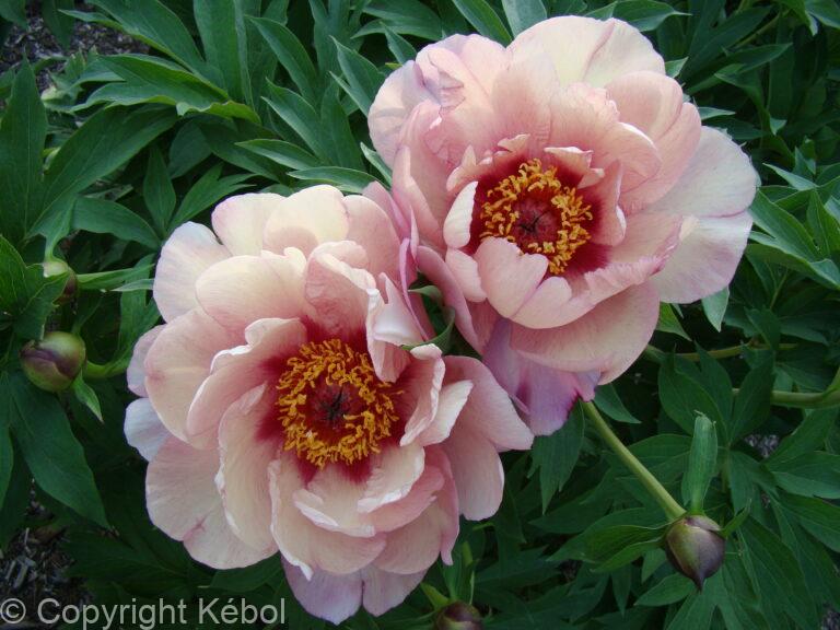 Paeonia itoh Berry Berry Fine - Bag