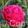 Paeonia Big Ben
