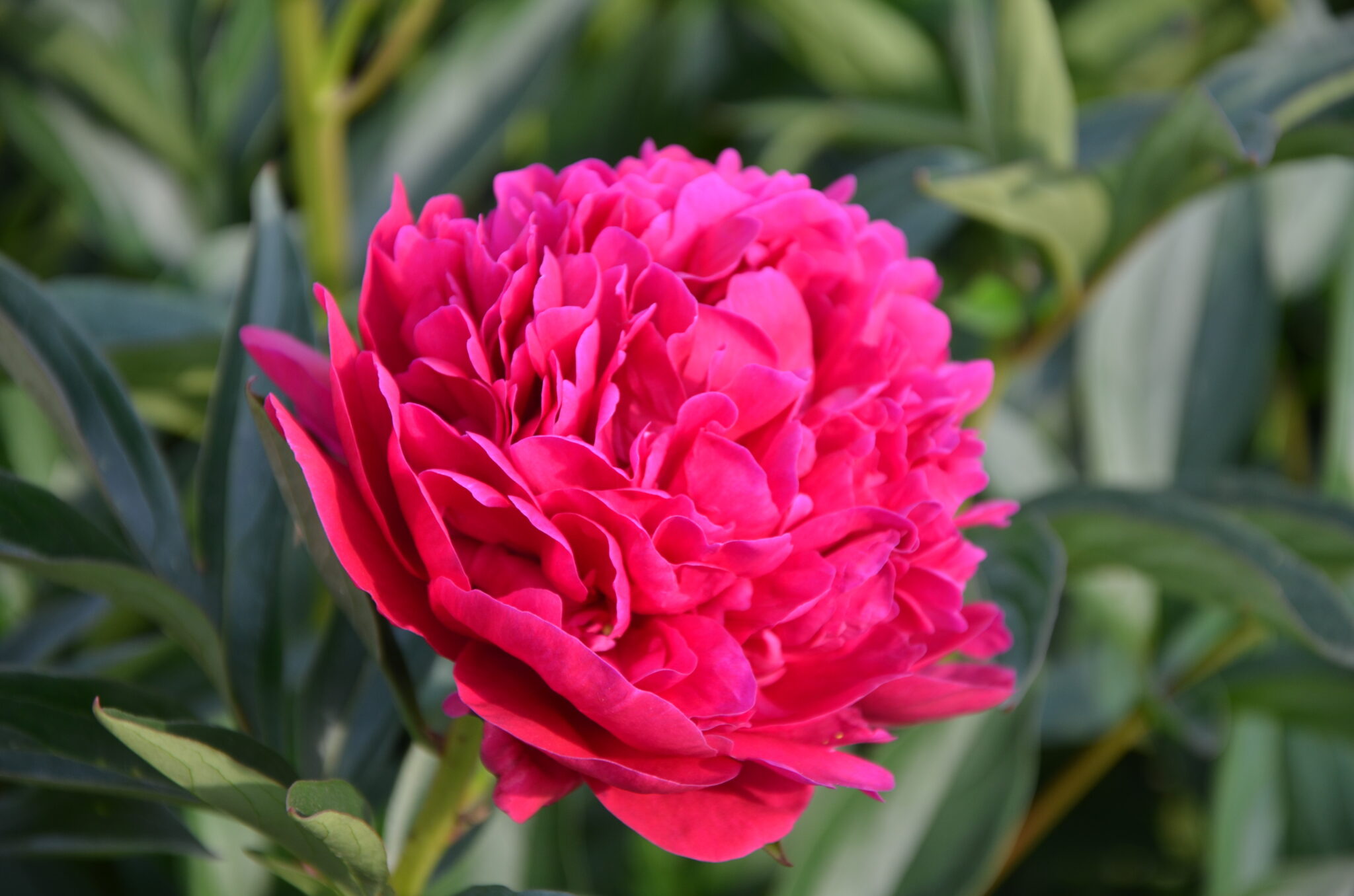 Paeonia Big Ben