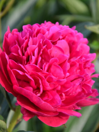 Paeonia Big Ben - bag