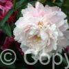 Paeonia Blush Queen