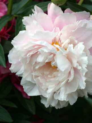 Paeonia Blush Queen - bag
