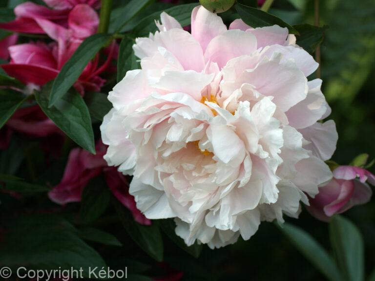 Paeonia Blush Queen