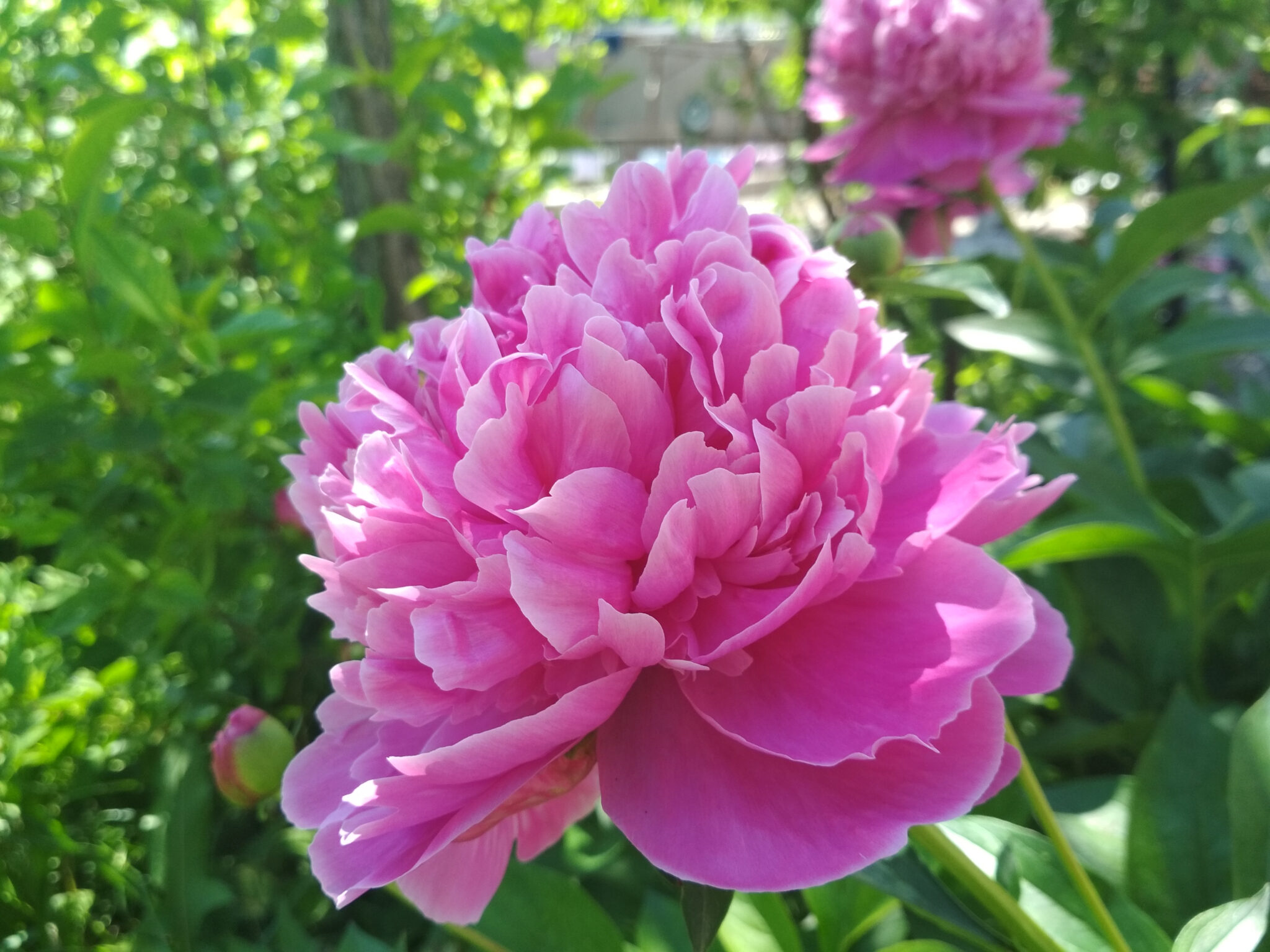Paeonia Bouquet Perfect