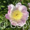 Paeonia Bowl of Beauty